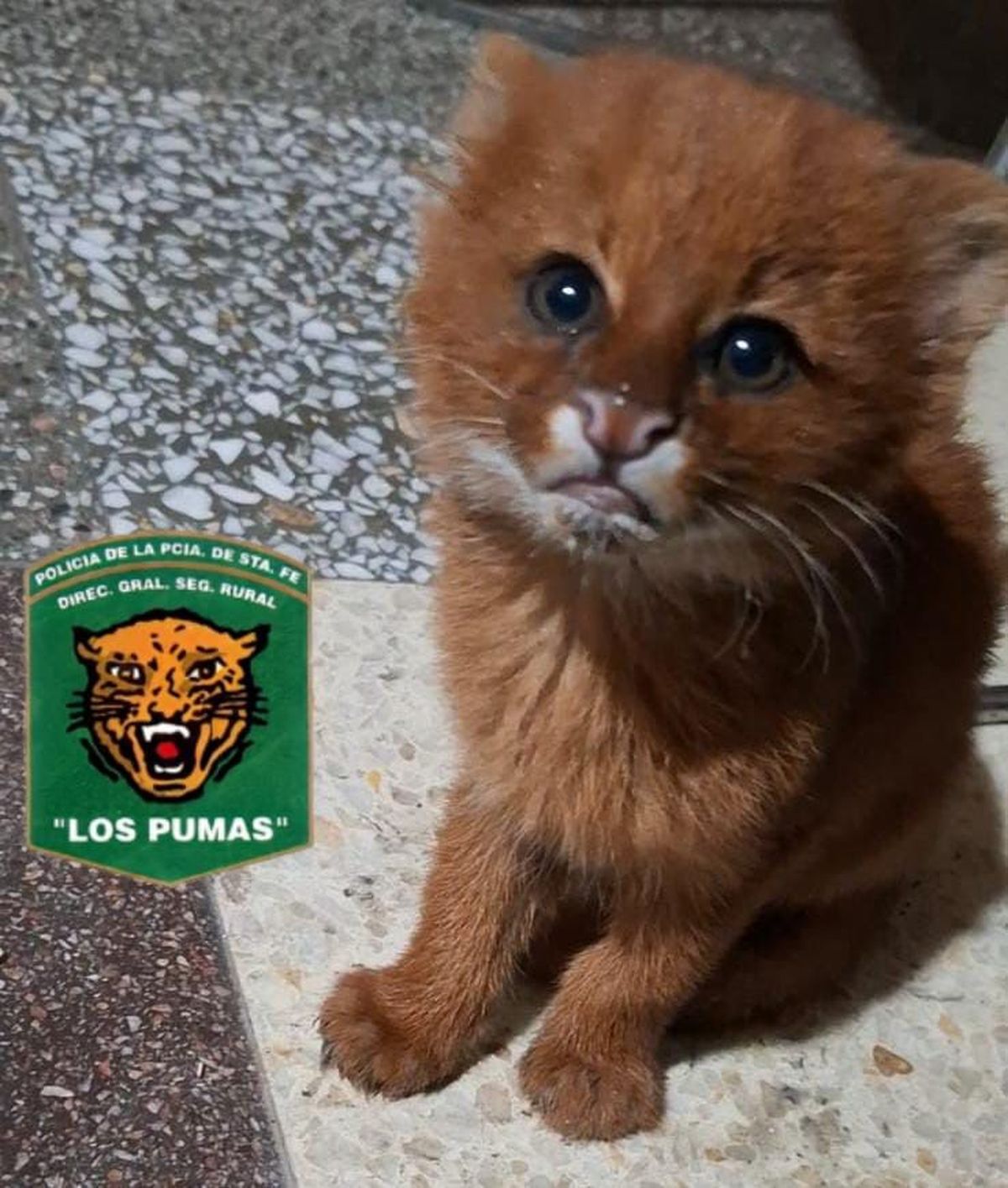 Personal de la Guardia Rural “Los Pumas” resguardó en San Justo a este puma yaguarundí, que apareció desorientado en la puerta de una vivienda. Personal de la Guardia Rural “Los Pumas” resguardó en San Justo a este puma yaguarundí, que apareció desorientado en la puerta de una vivienda.