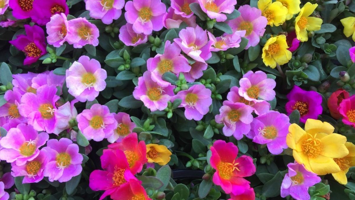La portulaca, o flor de seda, florece incluso en los días más calurosos y secos. La portulaca, o flor de seda, florece incluso en los días más calurosos y secos.