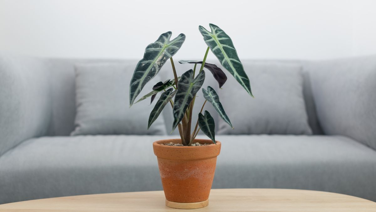 Sus hojas aterciopeladas de color verde oscuro son el principal atractivo de esta planta de interior.