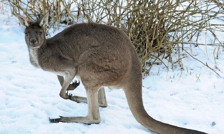 La pelea de dos canguros en Australia La pelea de dos canguros en Australia