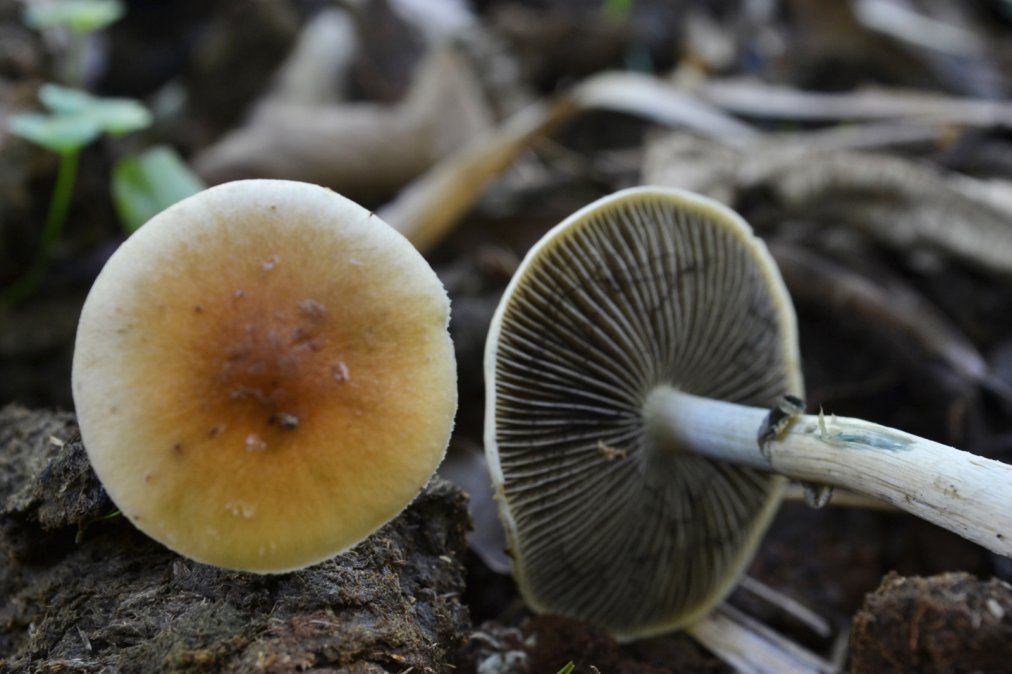 hongos alucinógenos