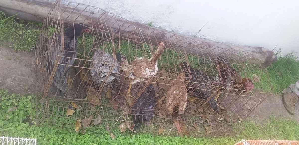 Así se encontraban los gallos de riña.