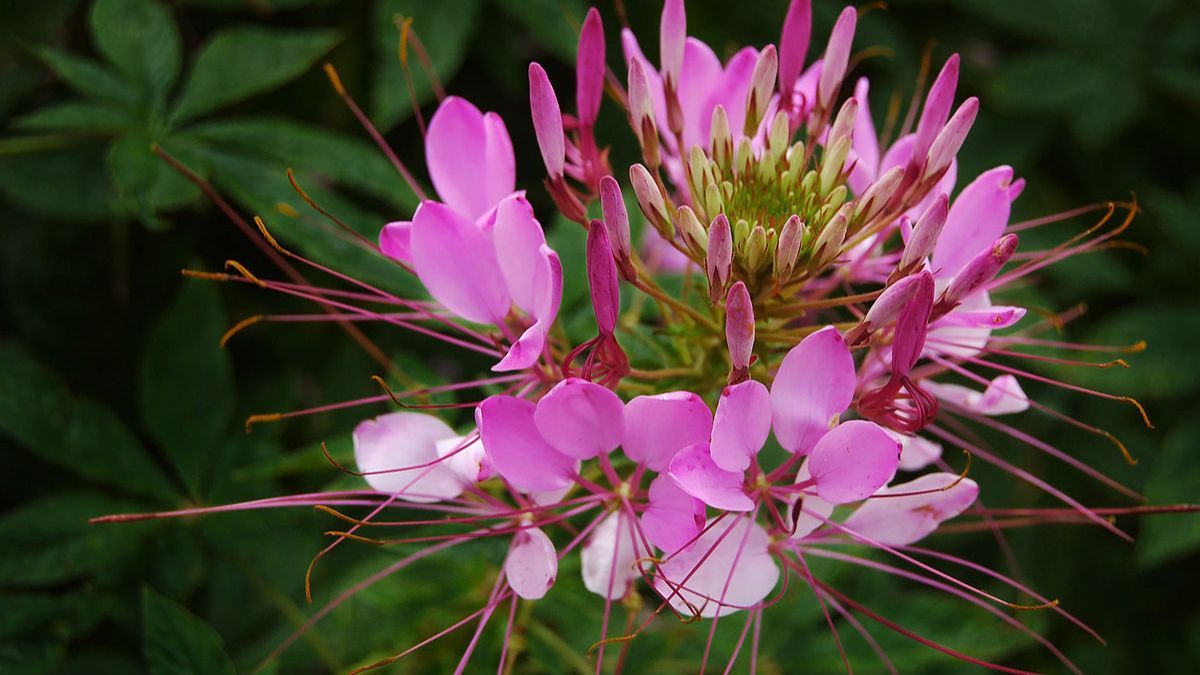 Planta cleome hassleriana. Planta cleome hassleriana.