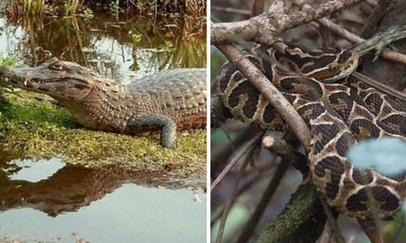Con la crecida del río es probable que se puedan ver más frecuentemente animales como víboras o yacarés. Con la crecida del río es probable que se puedan ver más frecuentemente animales como víboras o yacarés.