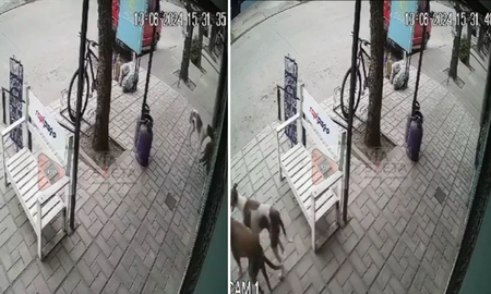 Dos perros fueron captados robando en un kiosco de Chacabuco. Dos perros fueron captados robando en un kiosco de Chacabuco.
