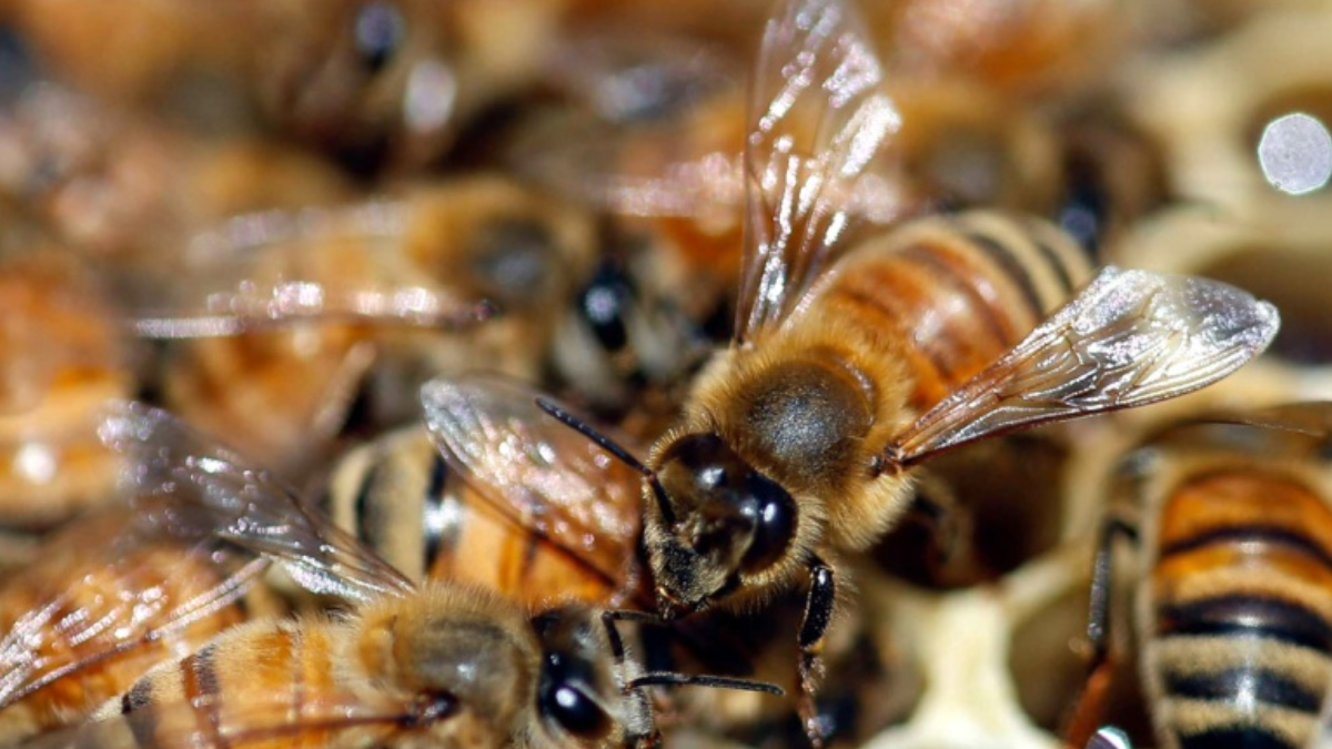 Un trágico ataque de abejas acaba con la vida de un hombre en Monte Vera. Foto ilustrativa.