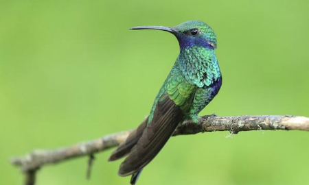Qué significa ser como un colibrí Qué significa ser como un colibrí