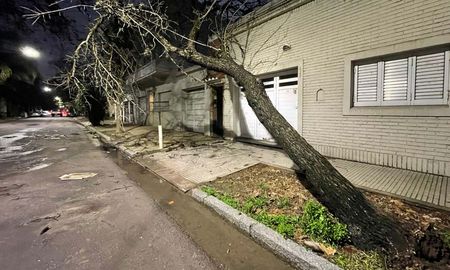 Un árbol cedió en su base y cayó sobre los cables del alambrado público de calle 4 de enero al 1000. Un árbol cedió en su base y cayó sobre los cables del alambrado público de calle 4 de enero al 1000.