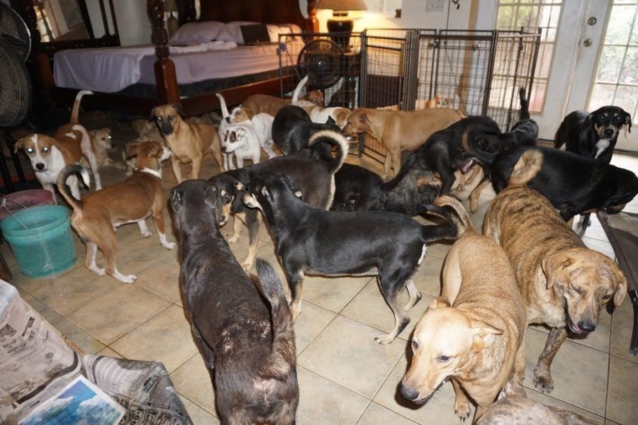Una mujer en Bahamas refugió a 97 perros en su casa para protegerlos del huracán Dorian