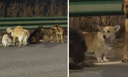 Siete perros escaparon de traficantes, caminaron 17 kilómetros y regresaron solos a sus casas. Siete perros escaparon de traficantes, caminaron 17 kilómetros y regresaron solos a sus casas.
