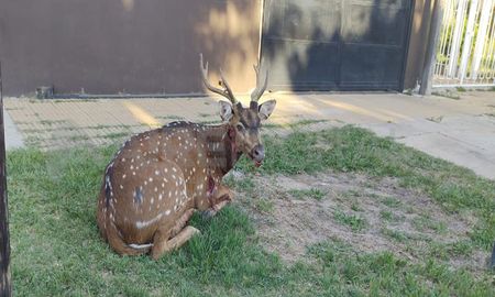El ciervo axis asiático capturado la semana pasada en la ciudad de Santa Fe pertenece a una especie exótica y considerada invasora. El ciervo axis asiático capturado la semana pasada en la ciudad de Santa Fe pertenece a una especie exótica y considerada invasora.