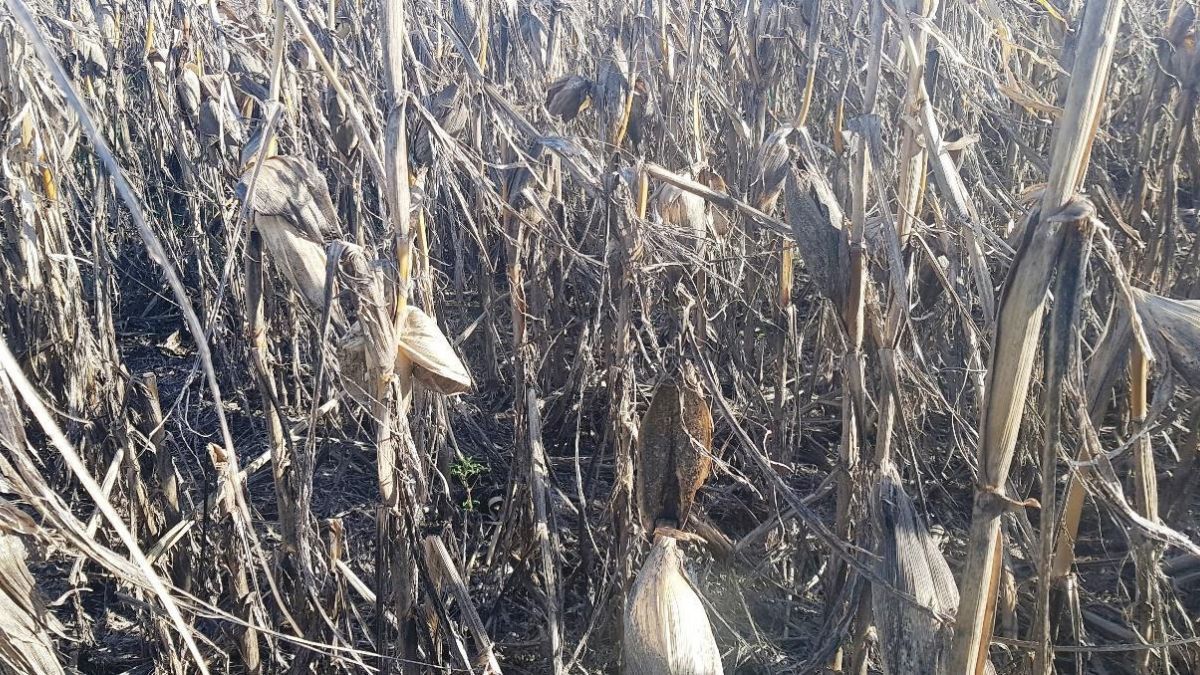 Lote con maíz temprano en etapa fin de ciclo, buen desarrollo de mazorcas. Sur del departamento San Jerónimo.