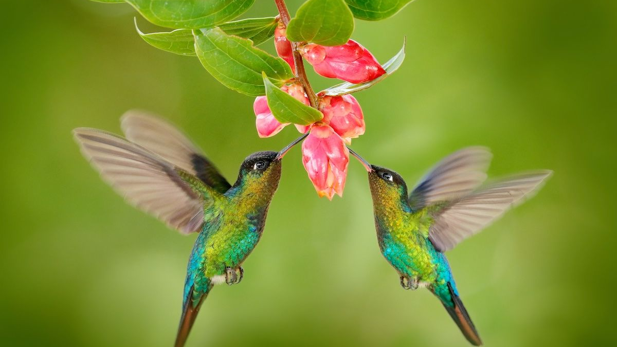 Cómo se alimentan los colibrís