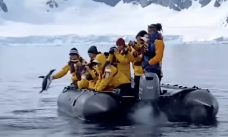 Un pingüino saltó a un bote de turistas y se salvó de ser devorado por una orca Un pingüino saltó a un bote de turistas y se salvó de ser devorado por una orca