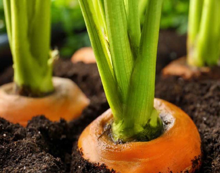 Cómo cultivar zanahorias en macetas
