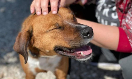 Fue adoptado después de 419 días y devuelto horas después porque daba demasiado trabajo Fue adoptado después de 419 días y devuelto horas después porque daba demasiado trabajo