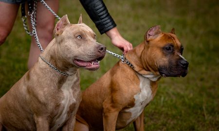 Dos perros de raza pitbull mataron a un bebé de 15 meses en Italia. Dos perros de raza pitbull mataron a un bebé de 15 meses en Italia.