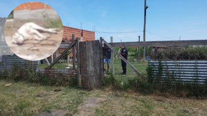 Sacrificó a su perro tras un ataque a un nene: quedó detenido por maltrato animal y por las lesiones del niño