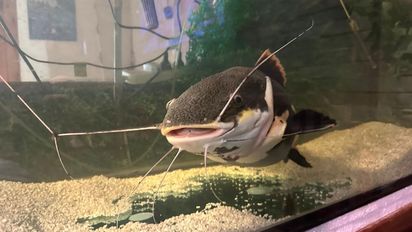 Por qué el pez gato de cola roja de Santa Fe no puede vivir en una casa ni ser liberado en el río
