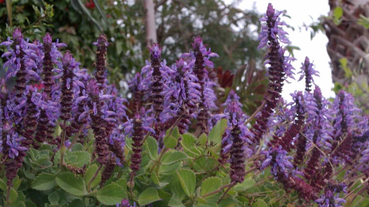 Planta plectranthus neochilus. Planta plectranthus neochilus.