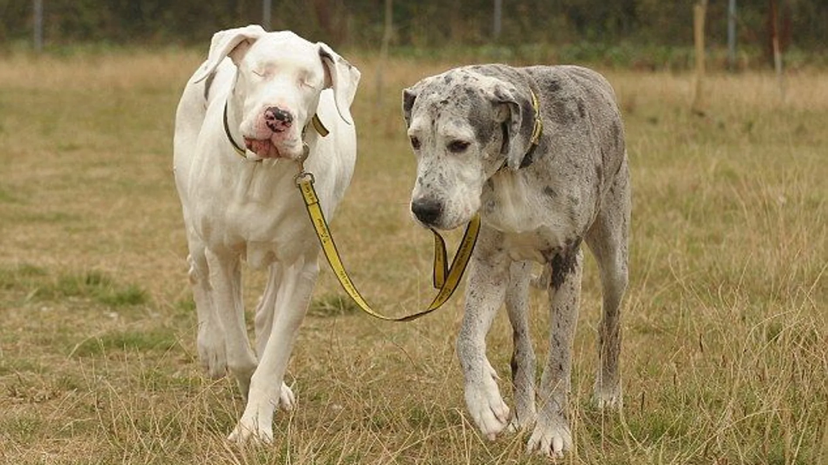 Perros y gatos ciegos: ¿Cómo se puede mejorar su calidad de vida?