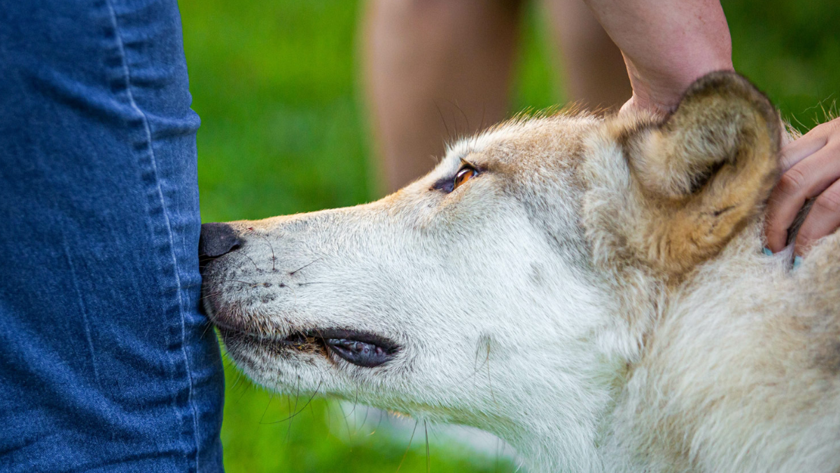 El órgano de Jacobson permite que los perros procesen las feromonas humanas como una radiografía emocional y biológica completa.