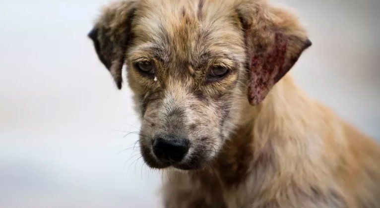 ¿Qué sienten los animales cuando son abandonados?