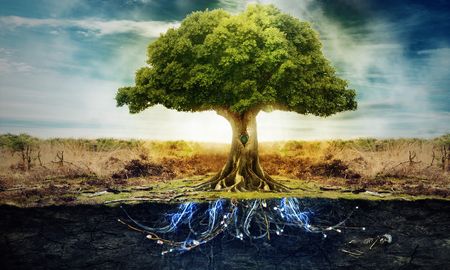 como ayuda la biodecodificacion del arbol genealogico para superar problemas y traumas heredados como ayuda la biodecodificacion del arbol genealogico para superar problemas y traumas heredados
