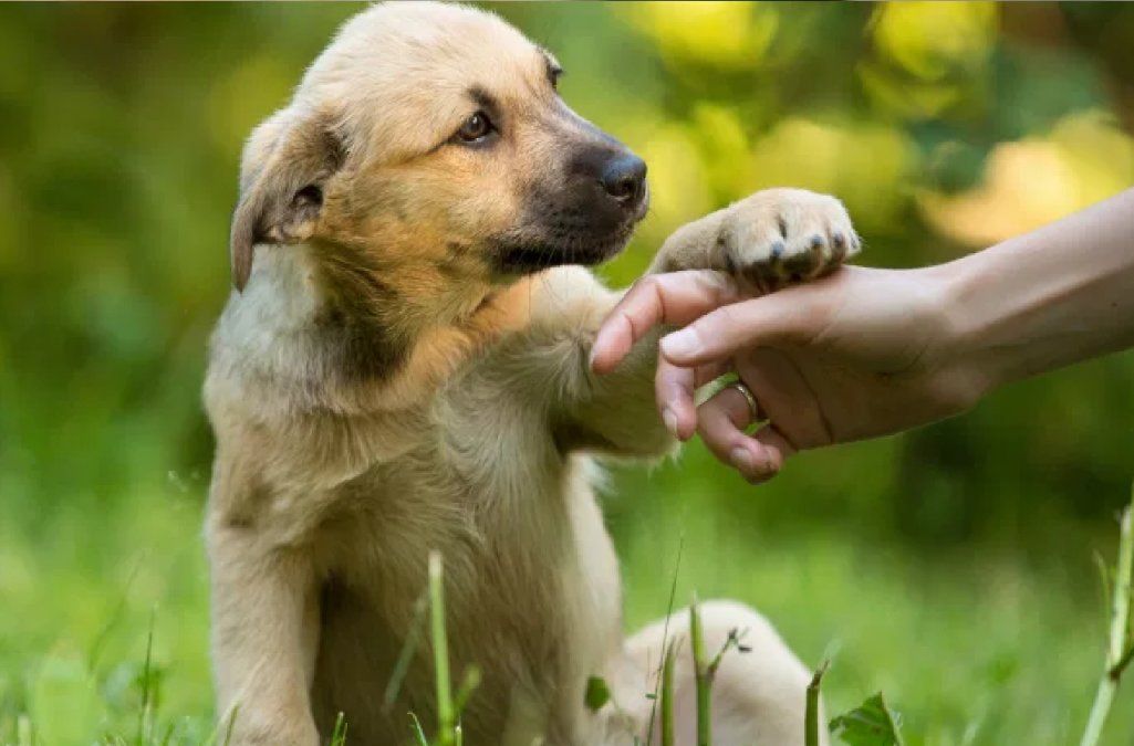 Suelen ser más fuertes de salud que los perros de raza