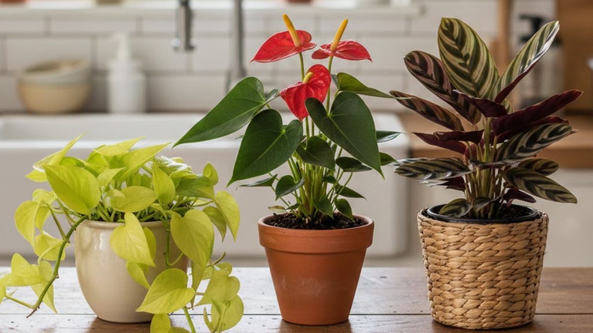 Agrupar pequeñas macetas con hierbas cerca de la zona de preparación permite cocinar con ingredientes frescos y mejora el aroma del ambiente.