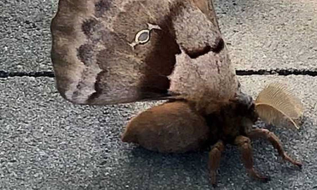 asi es la espeluznante tarantula con alas, el insecto que se volvio viral en las redes sociales asi es la espeluznante tarantula con alas, el insecto que se volvio viral en las redes sociales