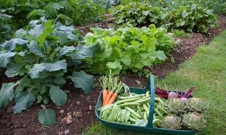 verduras que alimentan y curan verduras que alimentan y curan