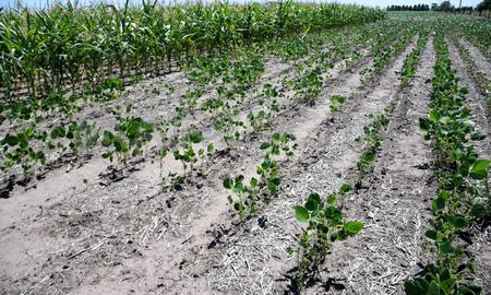 La prolongada sequía afecta a los 19 departamentos de Santa Fe y provoca pérdidas millonarias en el sector agropecuario. La prolongada sequía afecta a los 19 departamentos de Santa Fe y provoca pérdidas millonarias en el sector agropecuario.