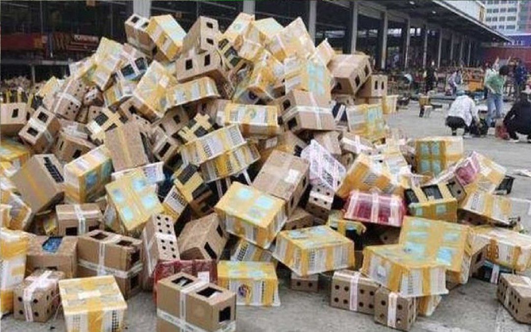 Horror en China: hallaron 5.000 mascotas muertas en cajas de cartón