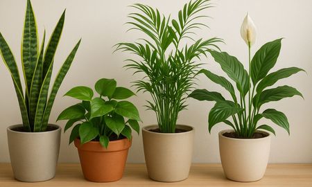 Las 3 plantas para tener en casa. Las 3 plantas para tener en casa.