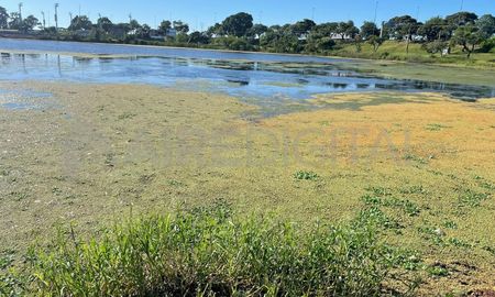 Volvieron los repollitos de agua al Parque del Sur, pero esta vez, no representa amenaza su proliferación debido a las temperaturas. Volvieron los repollitos de agua al Parque del Sur, pero esta vez, no representa amenaza su proliferación debido a las temperaturas.