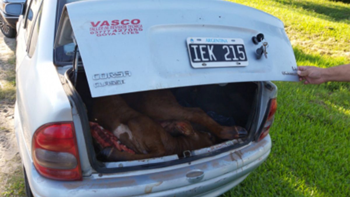 Un policía mató a una vaca de un tiro con su pistola reglamentaria, la cargó en el baúl y lo agarró Gendarmería
