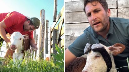 Raquel, la ternera resiliente: la historia viral que conmueve y muestra el amor por los animales