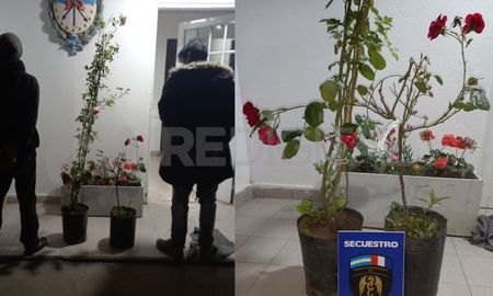 Dos detenidos por robar dos rosales Dos detenidos por robar dos rosales