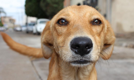 Tres perros le salvaron la vida a un hombre de morir por hipotermia Tres perros le salvaron la vida a un hombre de morir por hipotermia