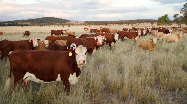 Impuesto al metano ganadero: qué plantea el proyecto kirchnerista y cómo respondió el campo