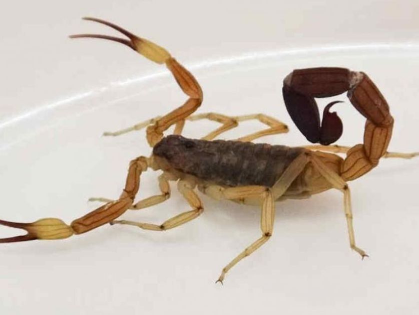 Ya están de alta todos los niños que estuvieron graves por picaduras de alacranes