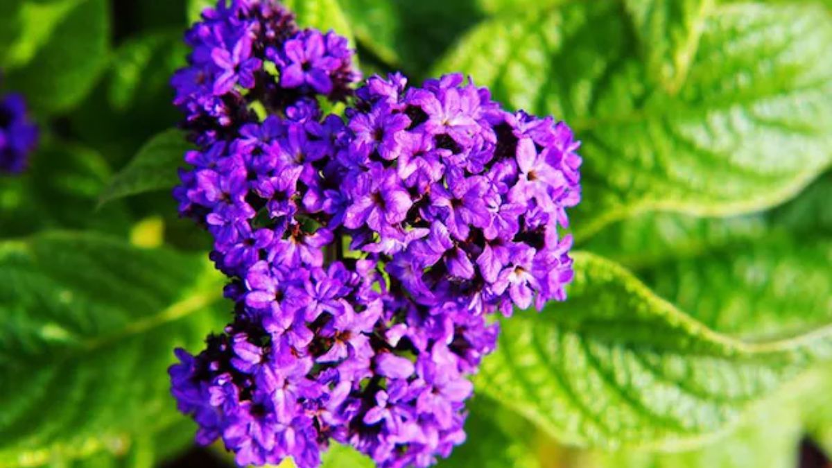 El heliotropo se destaca por su aroma a vainilla y sus ramilletes de flores violetas.