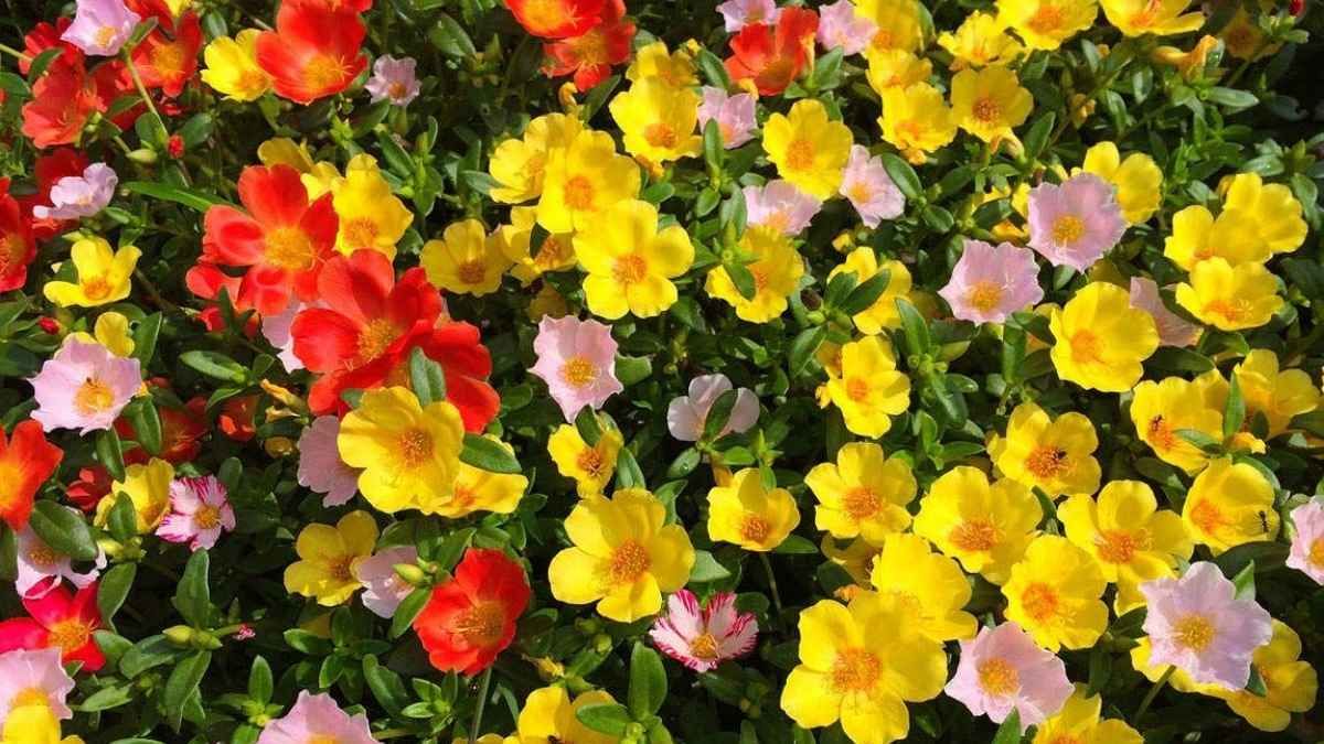 La portulaca es una gran opción para tener flores en casa con pocos cuidados.&nbsp;