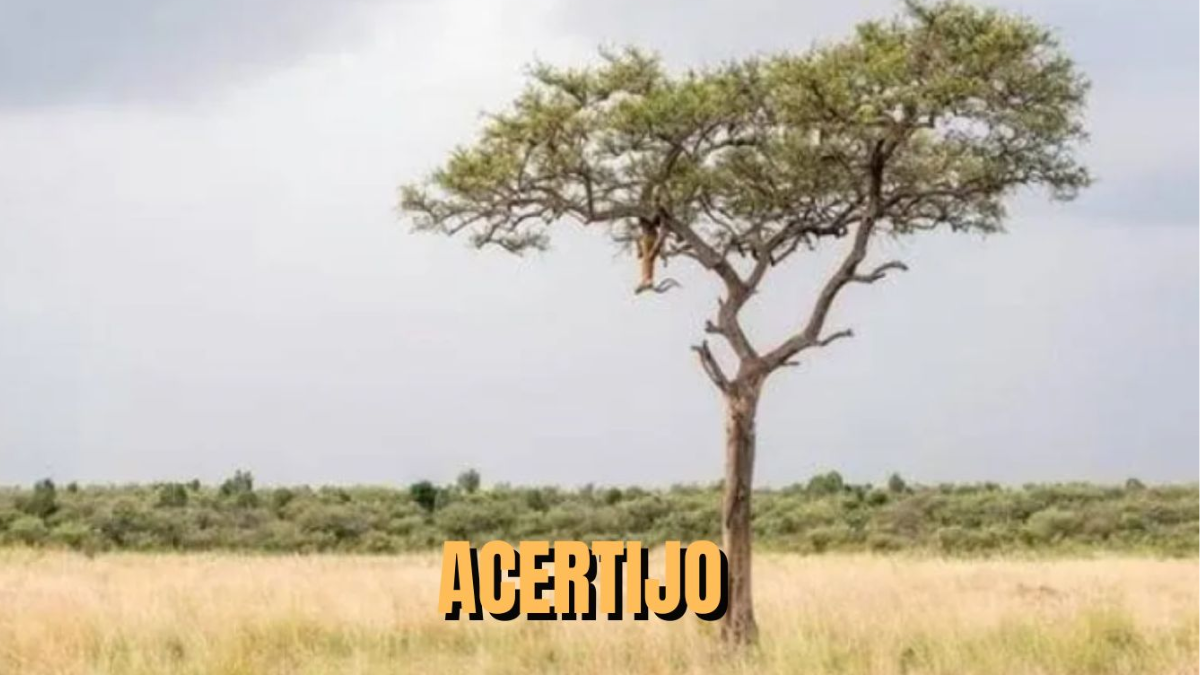 Descubrí al leopardo oculto en este acertijo visual: pocos lo logran