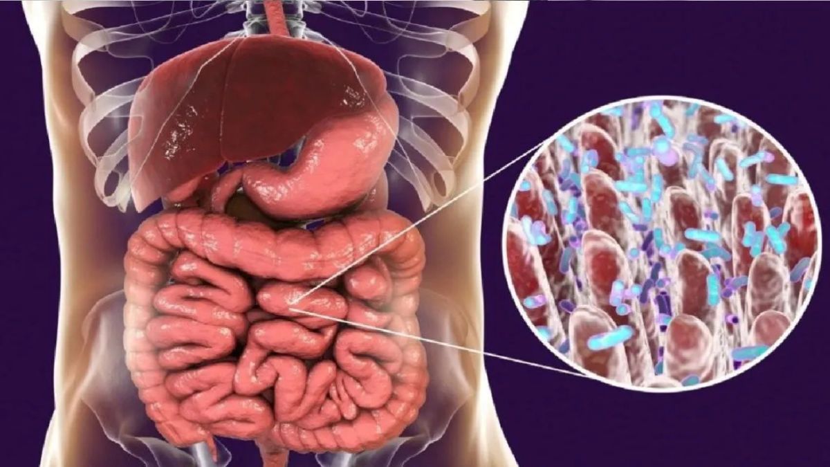 La microbiota intestinal cumple un rol clave en la regulación del sistema inmune, el metabolismo y el sistema nervioso.
