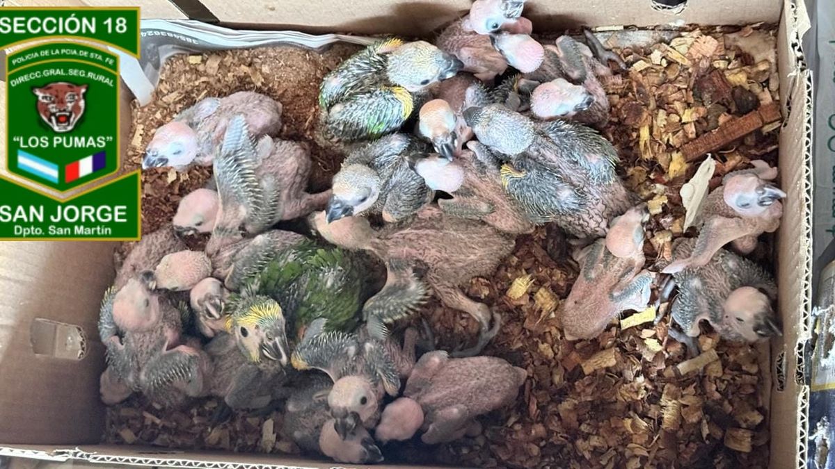 El operativo se realiz&oacute; sobre la Ruta Nacional 34, en el departamento San Mart&iacute;n de la provincia de Santa Fe.