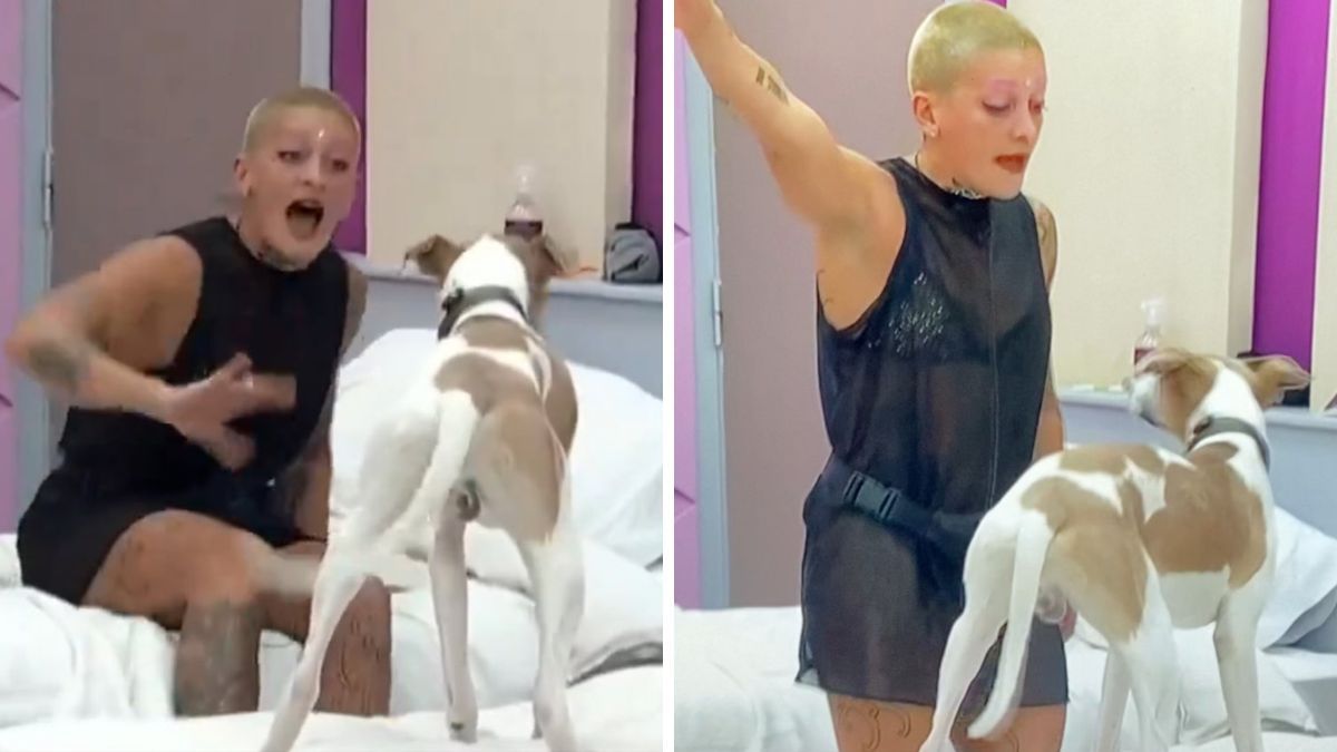 El perro Arturo sufre por la violencia que hay en la casa de Gran Hermano. El perro Arturo sufre por la violencia que hay en la casa de Gran Hermano.
