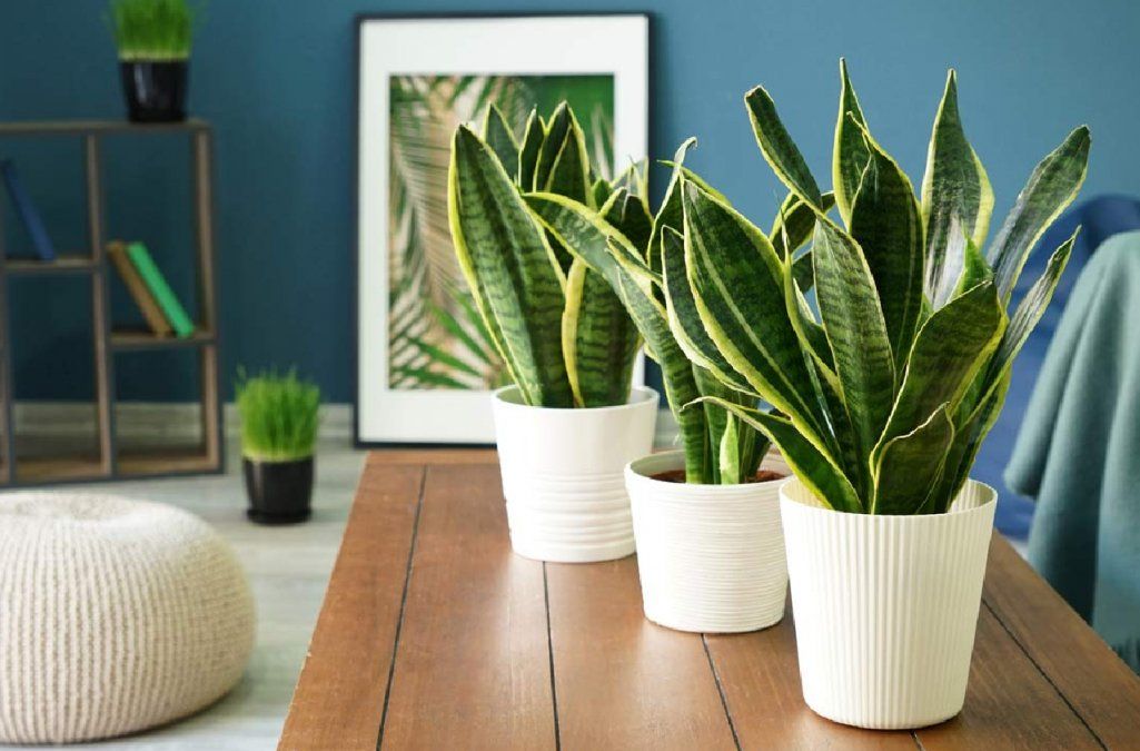 La sansevieria o lengua de suegra es una planta que puede ubicarse en el dormitorio. La sansevieria o lengua de suegra es una planta que puede ubicarse en el dormitorio.