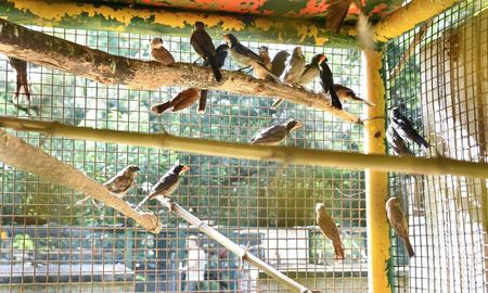 Comprar un loro o una cotorra al costado de la ruta o en un mercado clandestino no solo es un delito ambiental, sino que también representa un riesgo directo para la salud pública. Comprar un loro o una cotorra al costado de la ruta o en un mercado clandestino no solo es un delito ambiental, sino que también representa un riesgo directo para la salud pública.